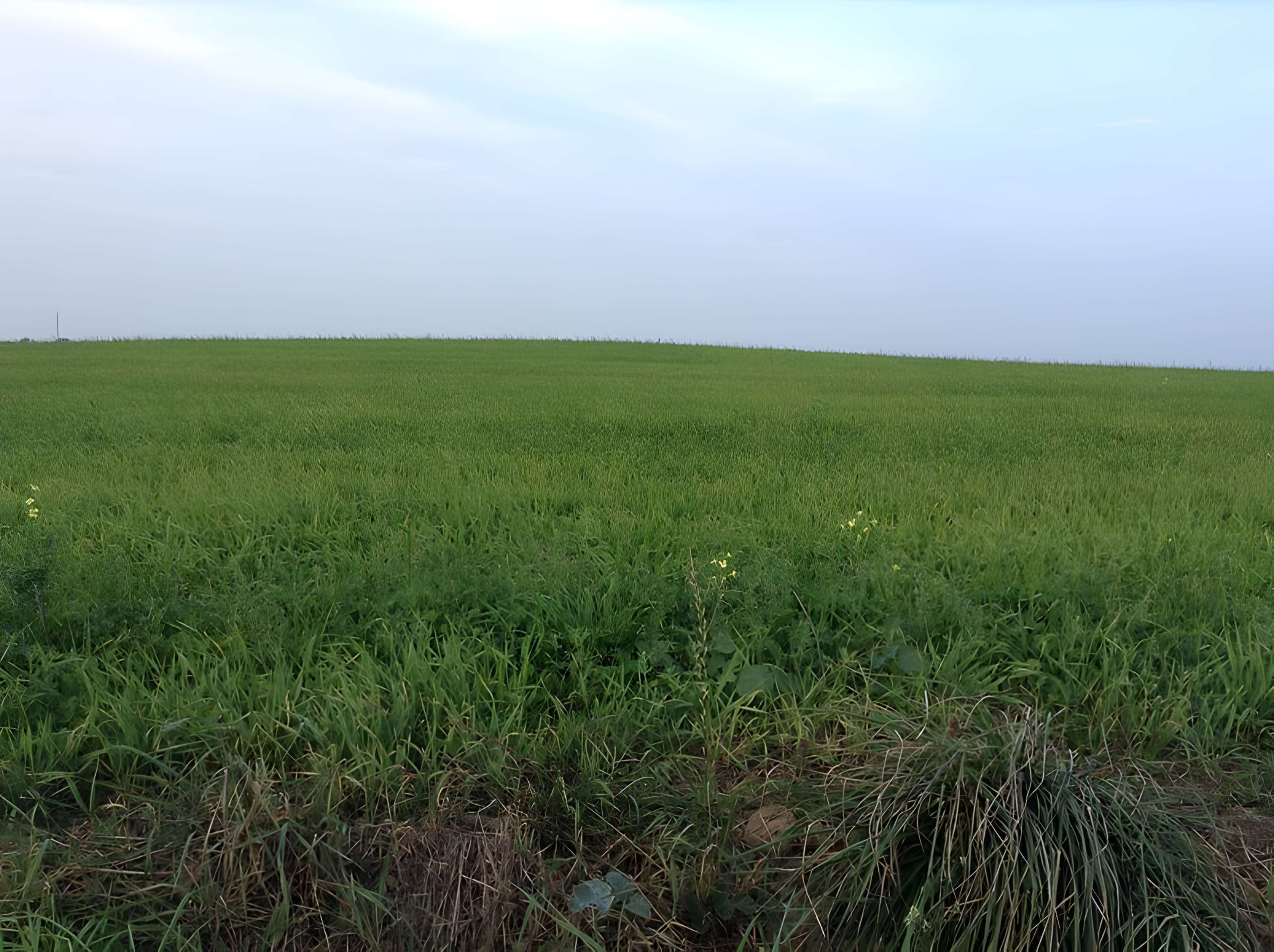 Tumulus de Rubrat Huella à Plourin 