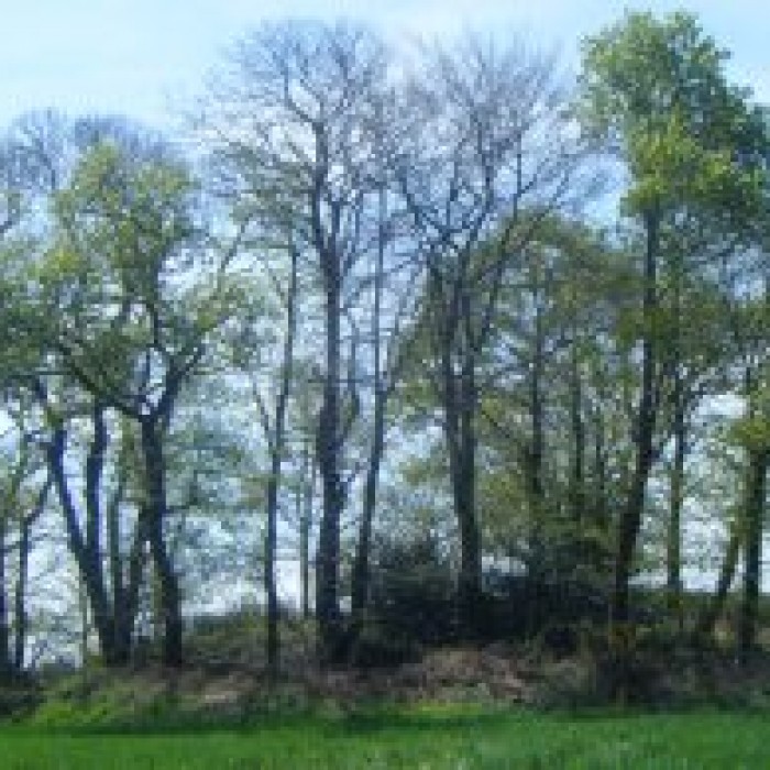 Photo de Tumulus de Saint Fiacre à Melrand