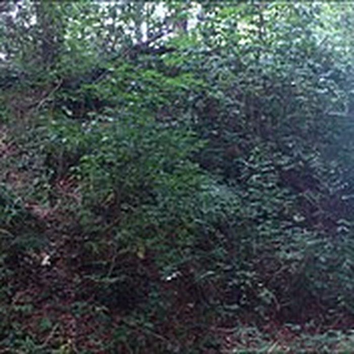 Photo de Vestiges du camp antique du Castel Dû à Langoat