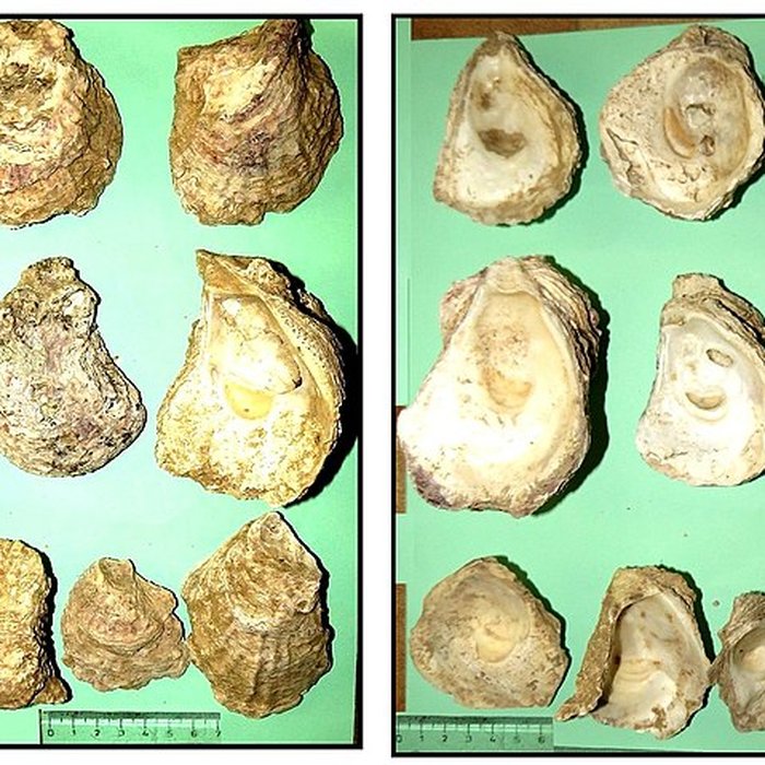 Photo de Villa gallo-romaine de Lespignan