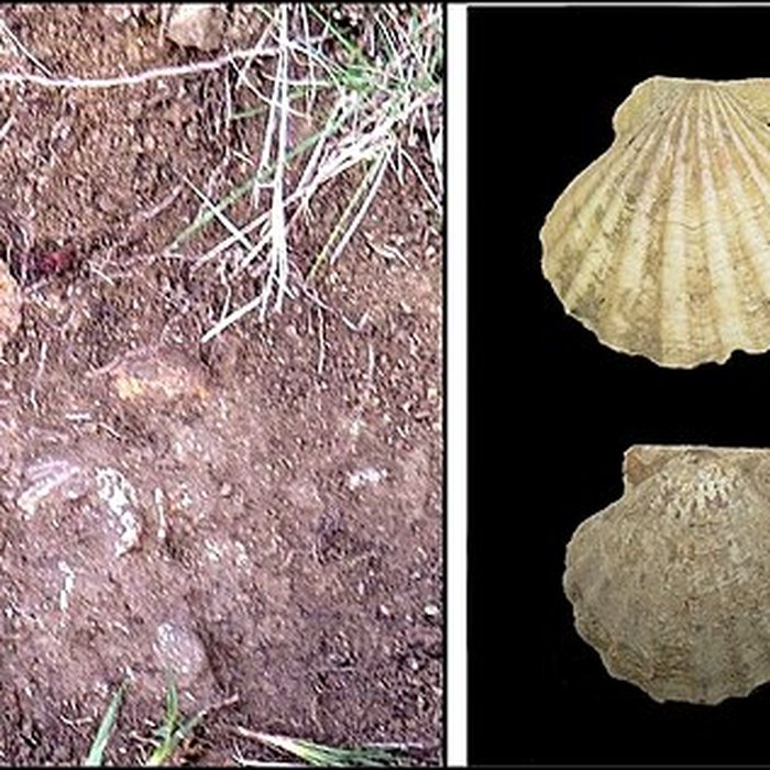 Photo de Villa gallo-romaine de Lespignan