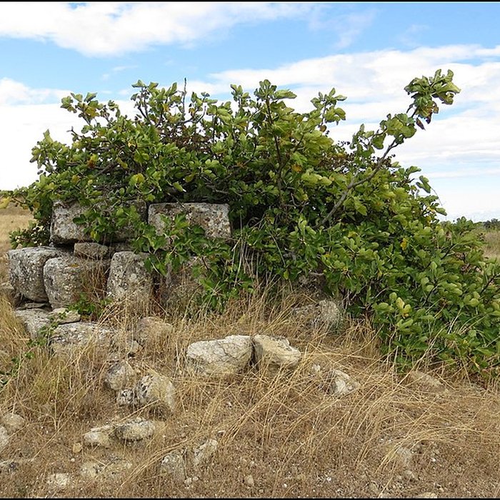 Photo de Villa gallo-romaine de Lespignan