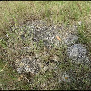 Villa gallo-romaine de Lespignan