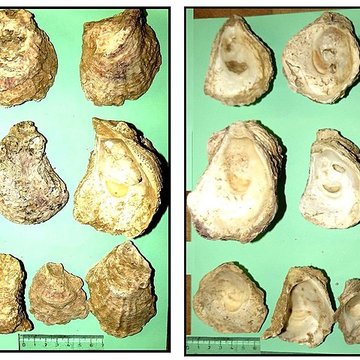 Villa gallo-romaine de Lespignan