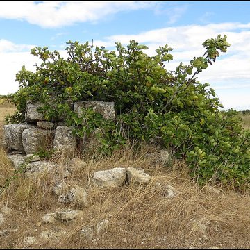 Villa gallo-romaine de Lespignan