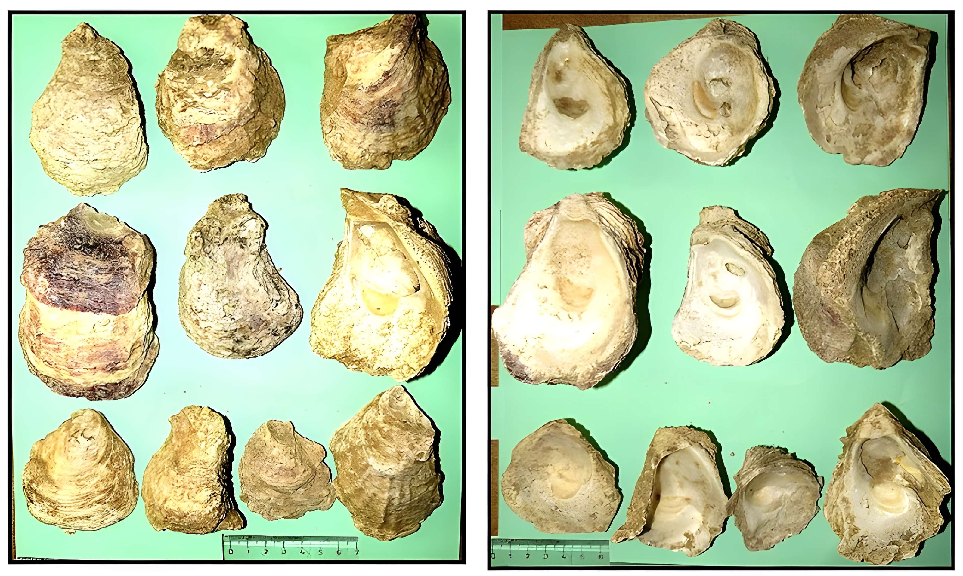 Villa gallo-romaine de Lespignan