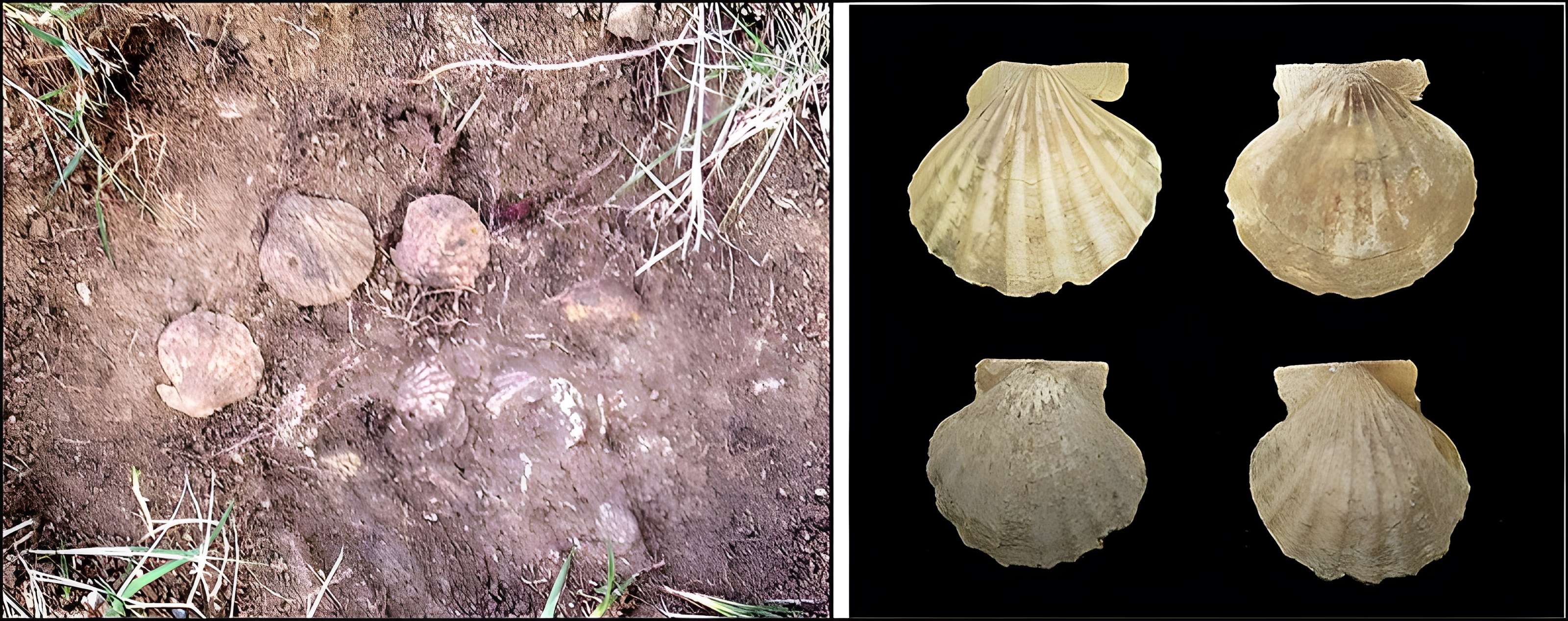 Villa gallo-romaine de Lespignan