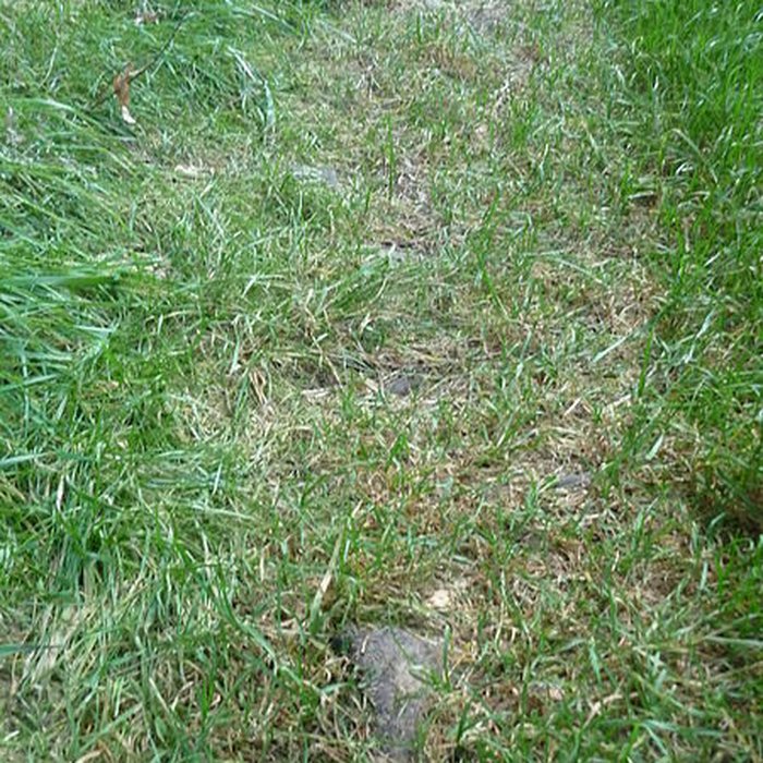 Photo de Voie romaine de Mardore