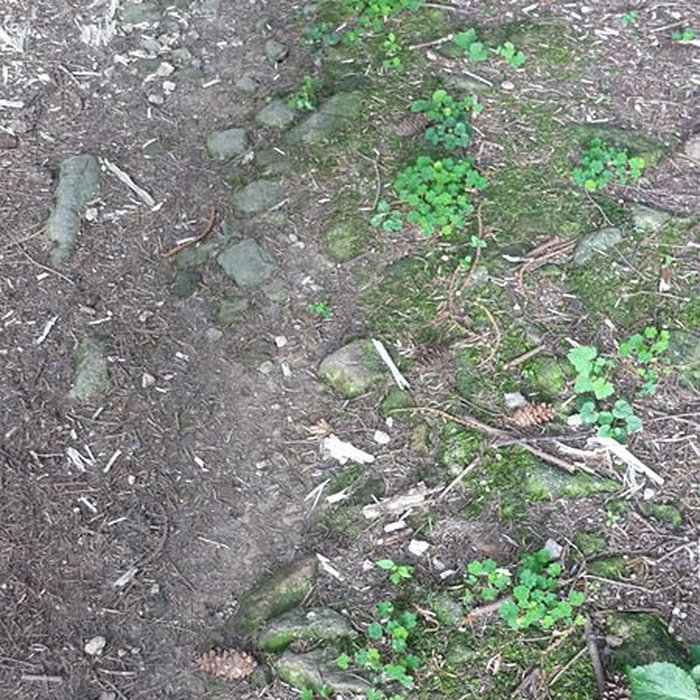 Photo de Voie romaine de Mardore