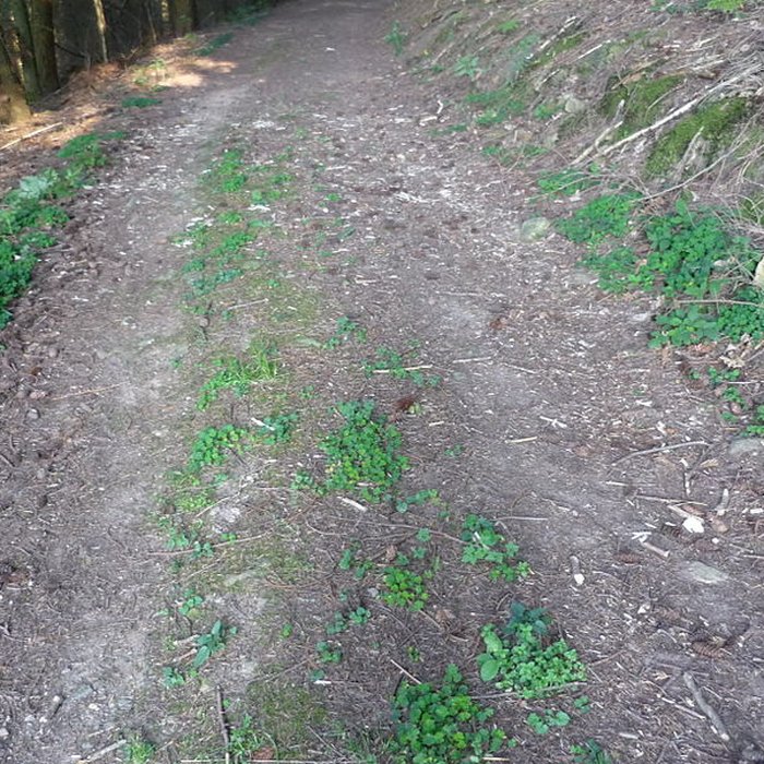 Photo de Voie romaine de Mardore