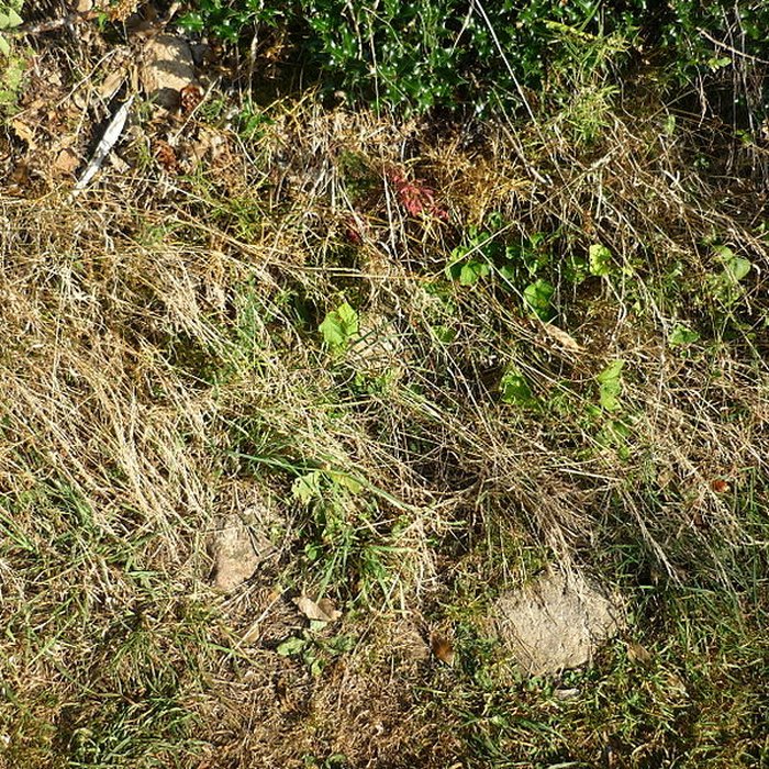 Photo de Voie romaine de Mardore