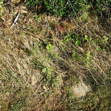 Voie romaine de Mardore