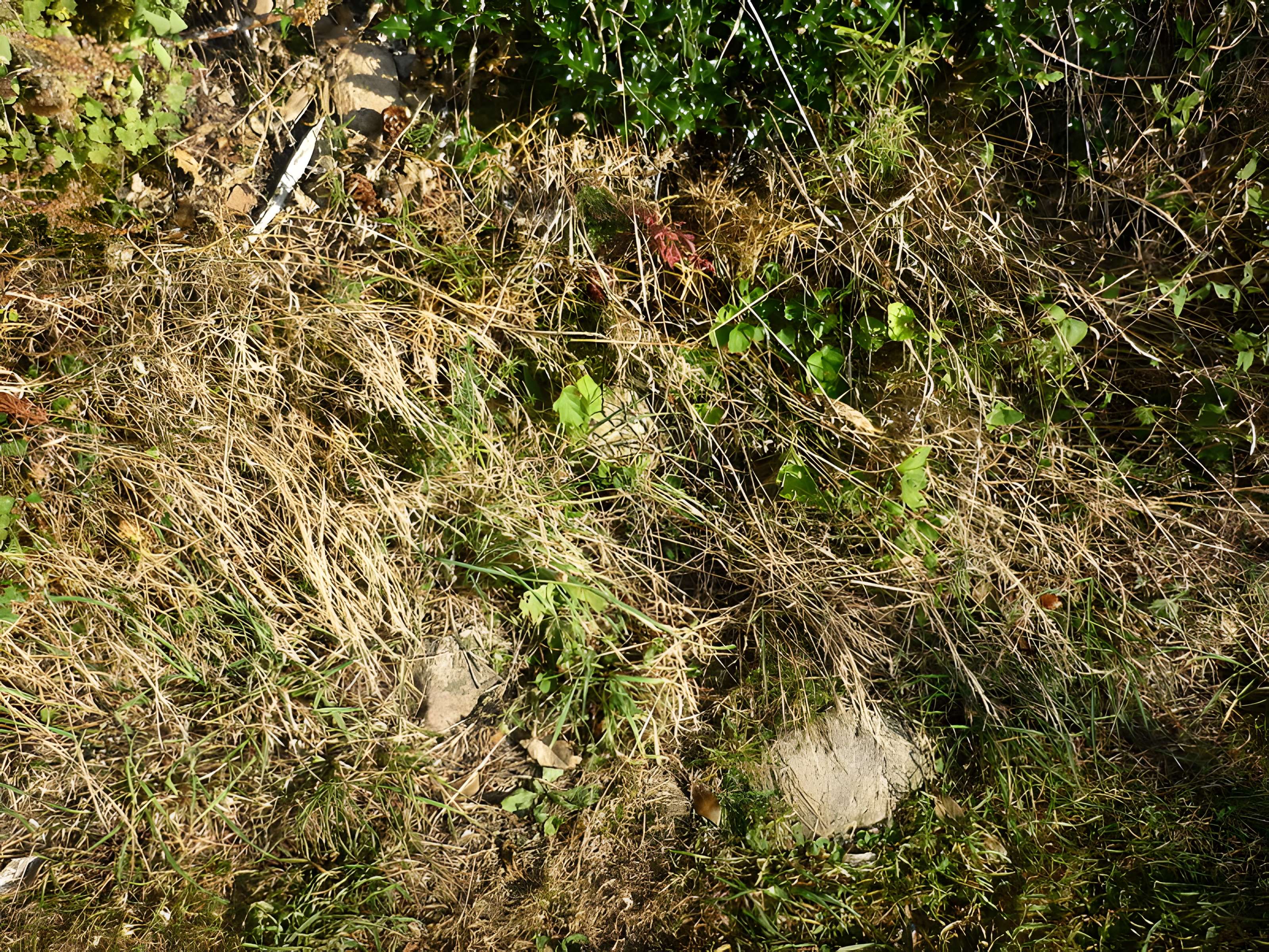 Voie romaine de Mardore