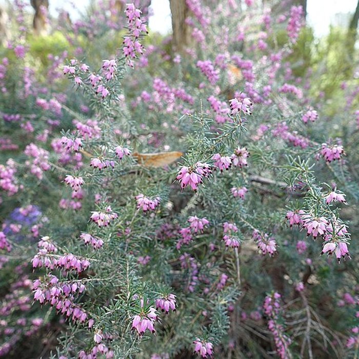 Photo de Hôpital de la Salpêtrière à Paris