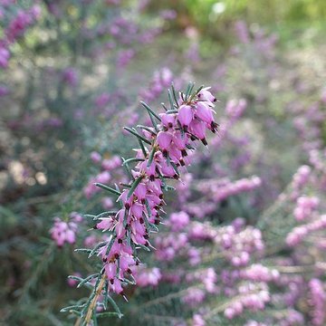 Hôpital de la Salpêtrière à Paris
