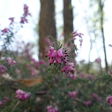 Hôpital de la Salpêtrière à Paris