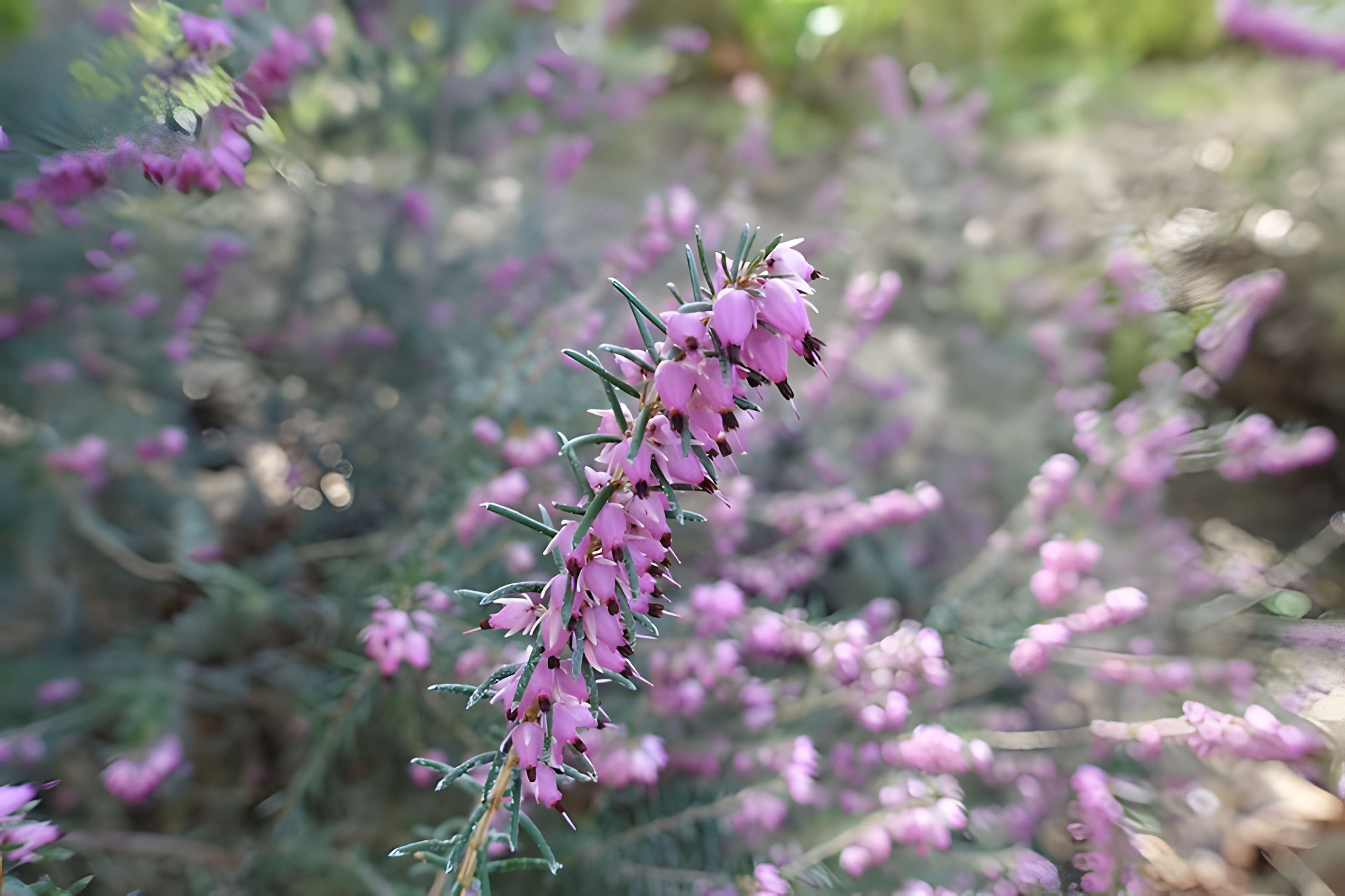 Hôpital de la Salpêtrière à Paris