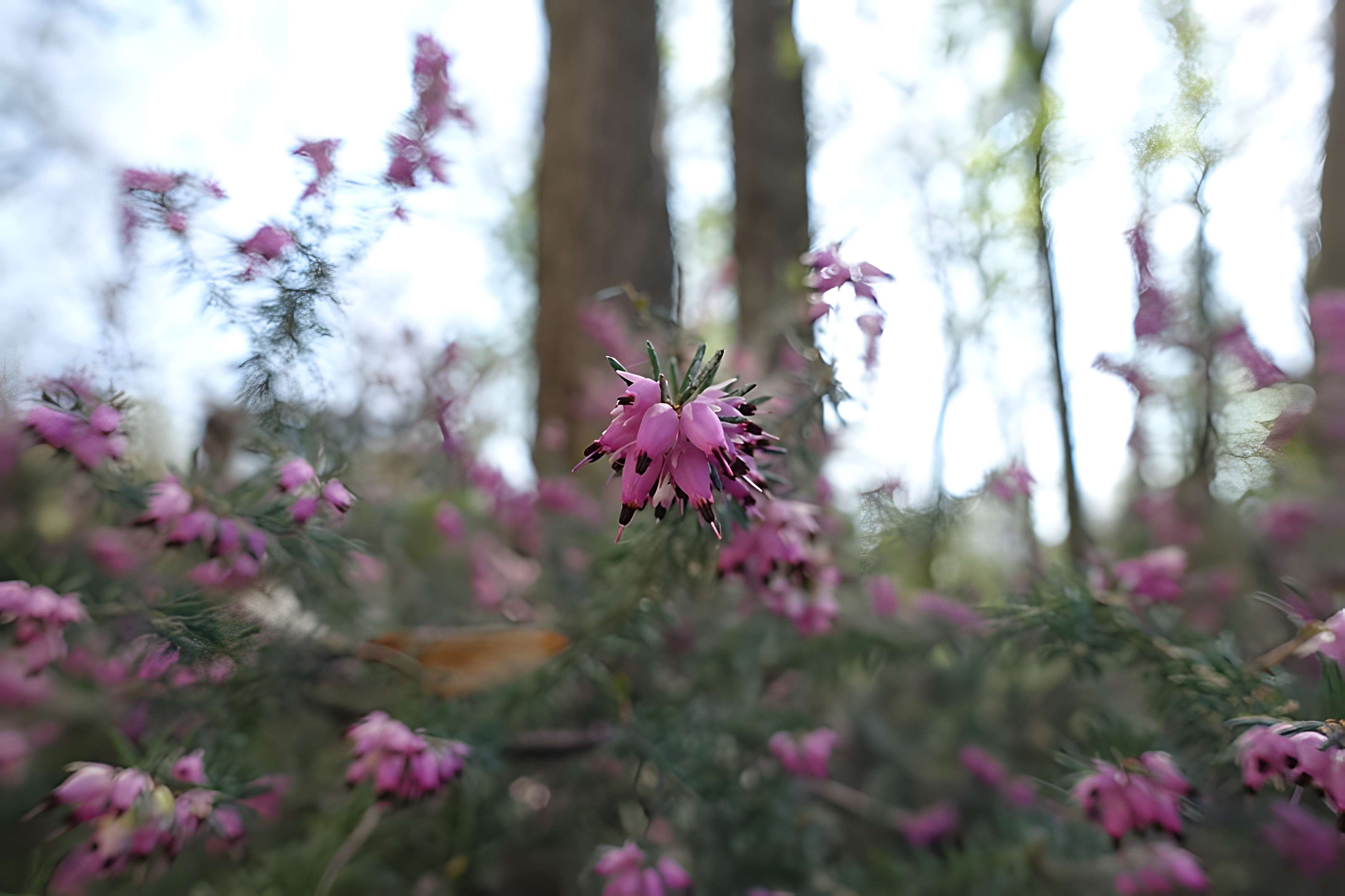 Hôpital de la Salpêtrière à Paris