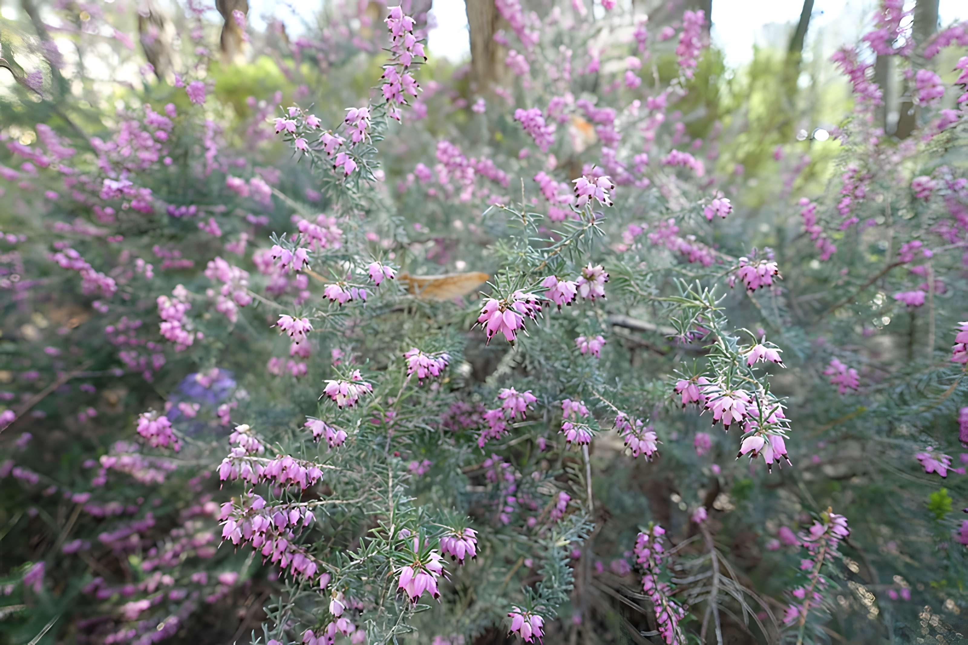 Hôpital de la Salpêtrière à Paris