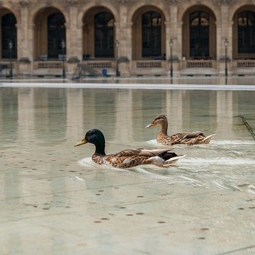 Palais du Louvre et jardin des Tuileries