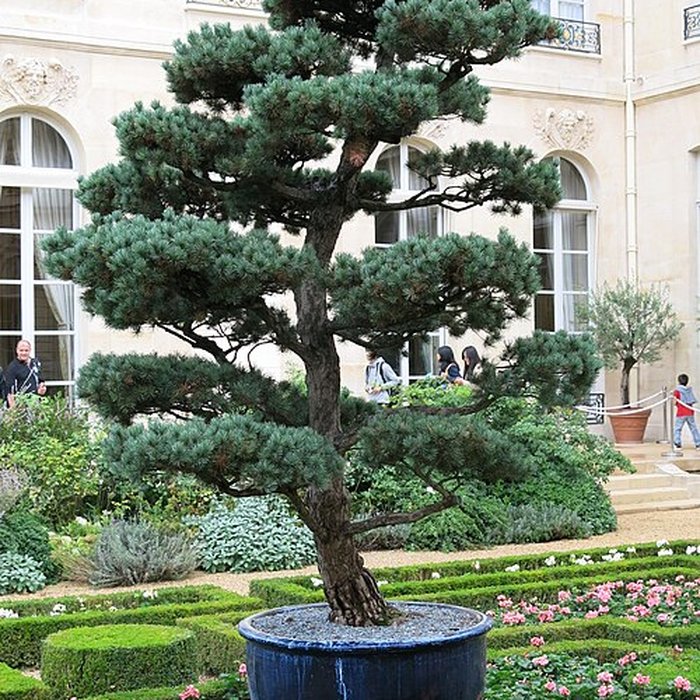 Photo de Palais de lÉlysée