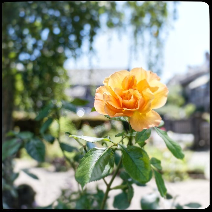 Photo de Château de la Trémolière