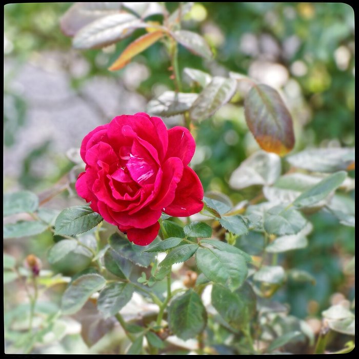 Photo de Château de la Trémolière