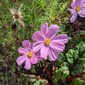 Château de la Trémolière