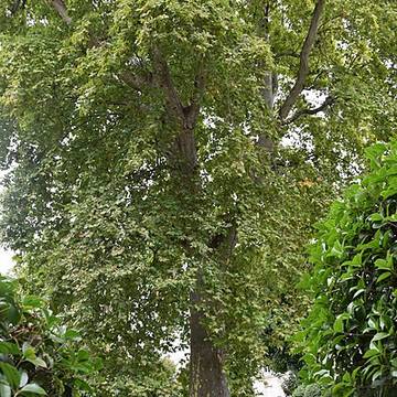 Hôtel de Courteilles - Paris 7ème