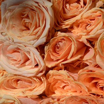 Marché Beauvau - Paris 12ème