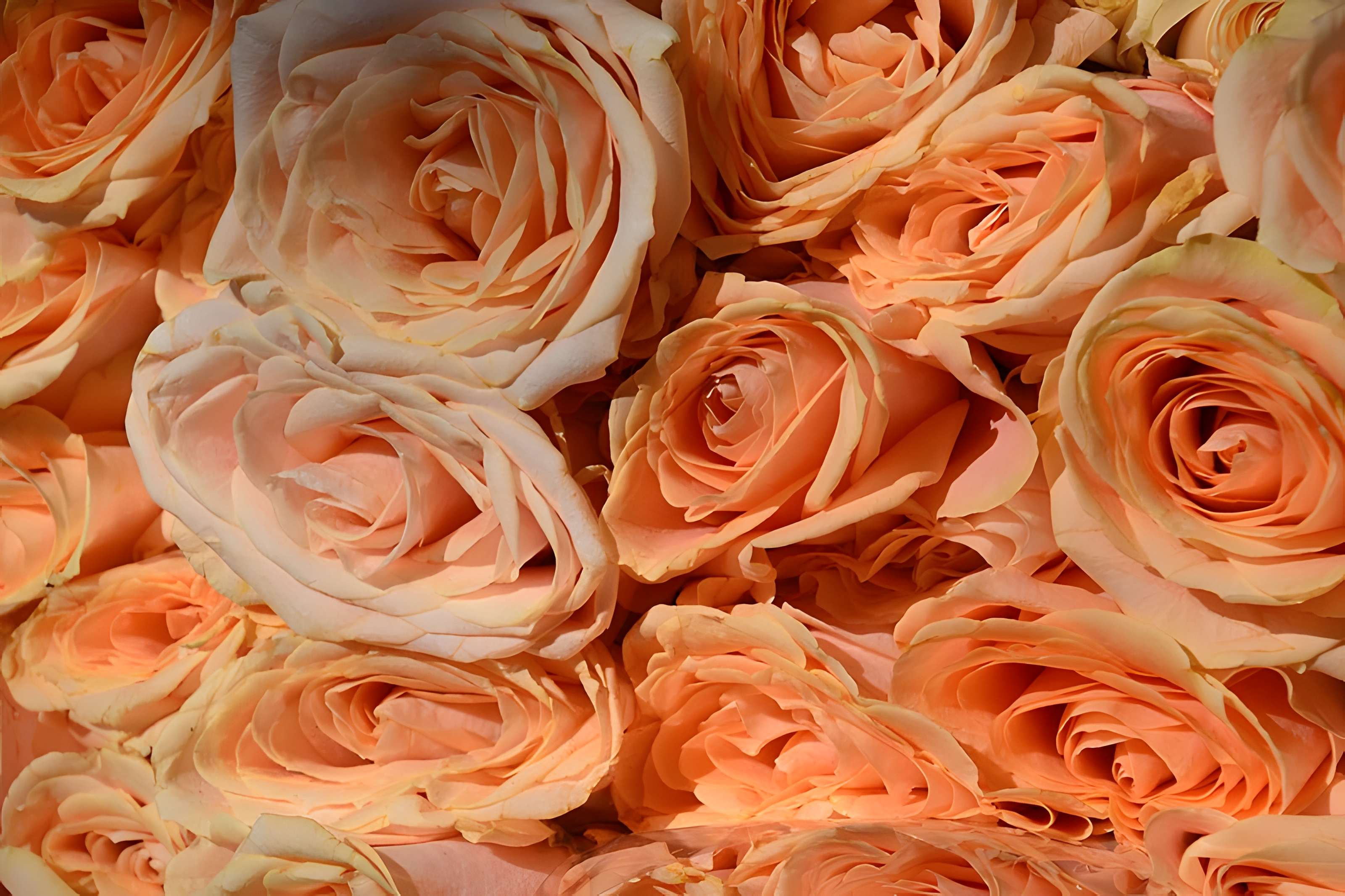 Marché Beauvau - Paris 12ème