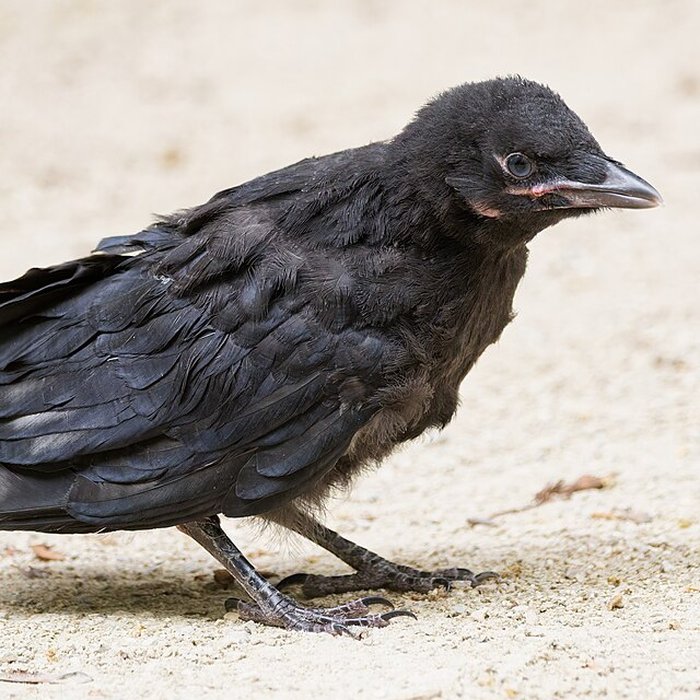 Photo de École normale supérieure à Paris
