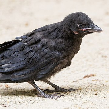 École normale supérieure à Paris
