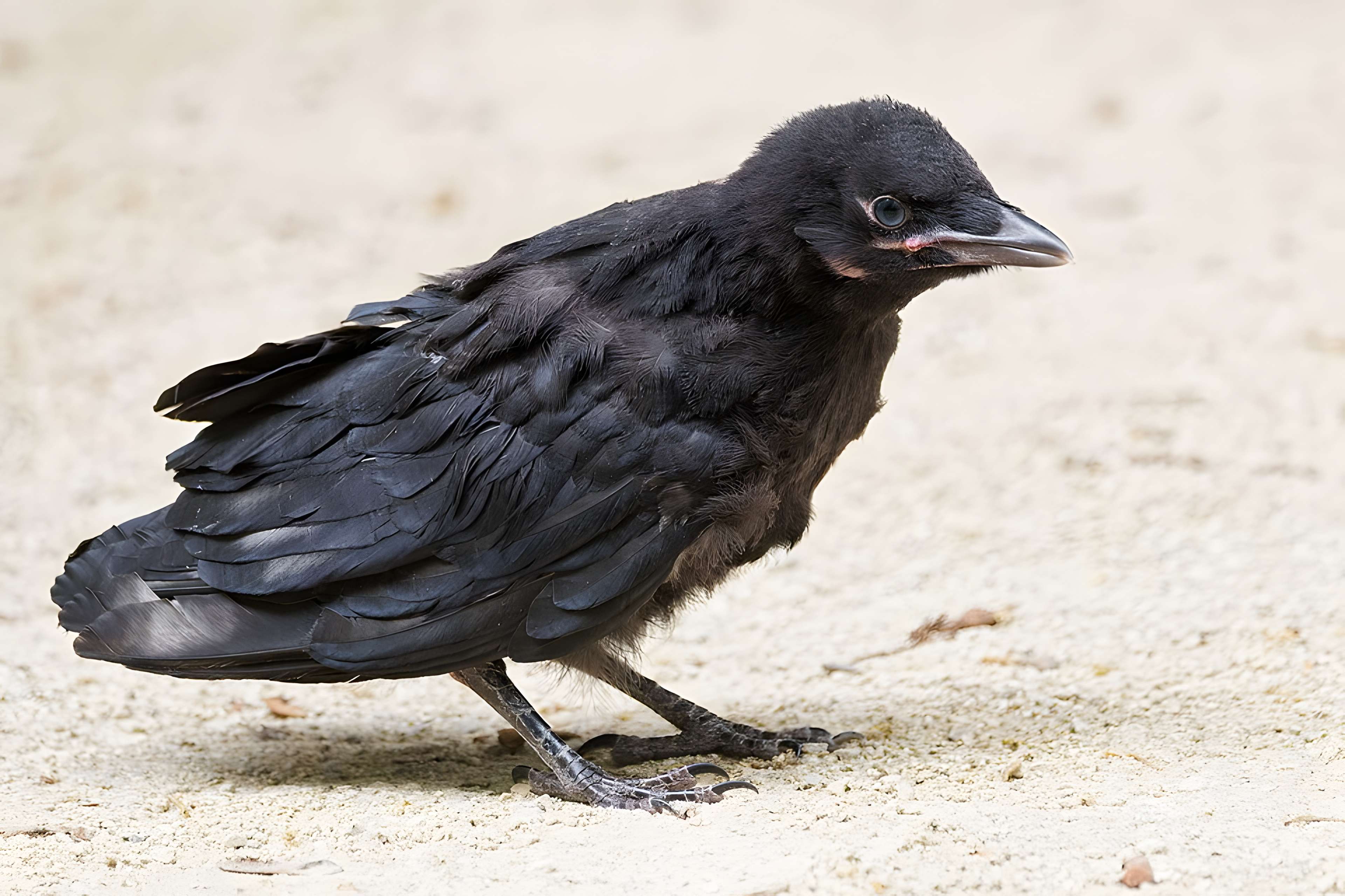 École normale supérieure à Paris