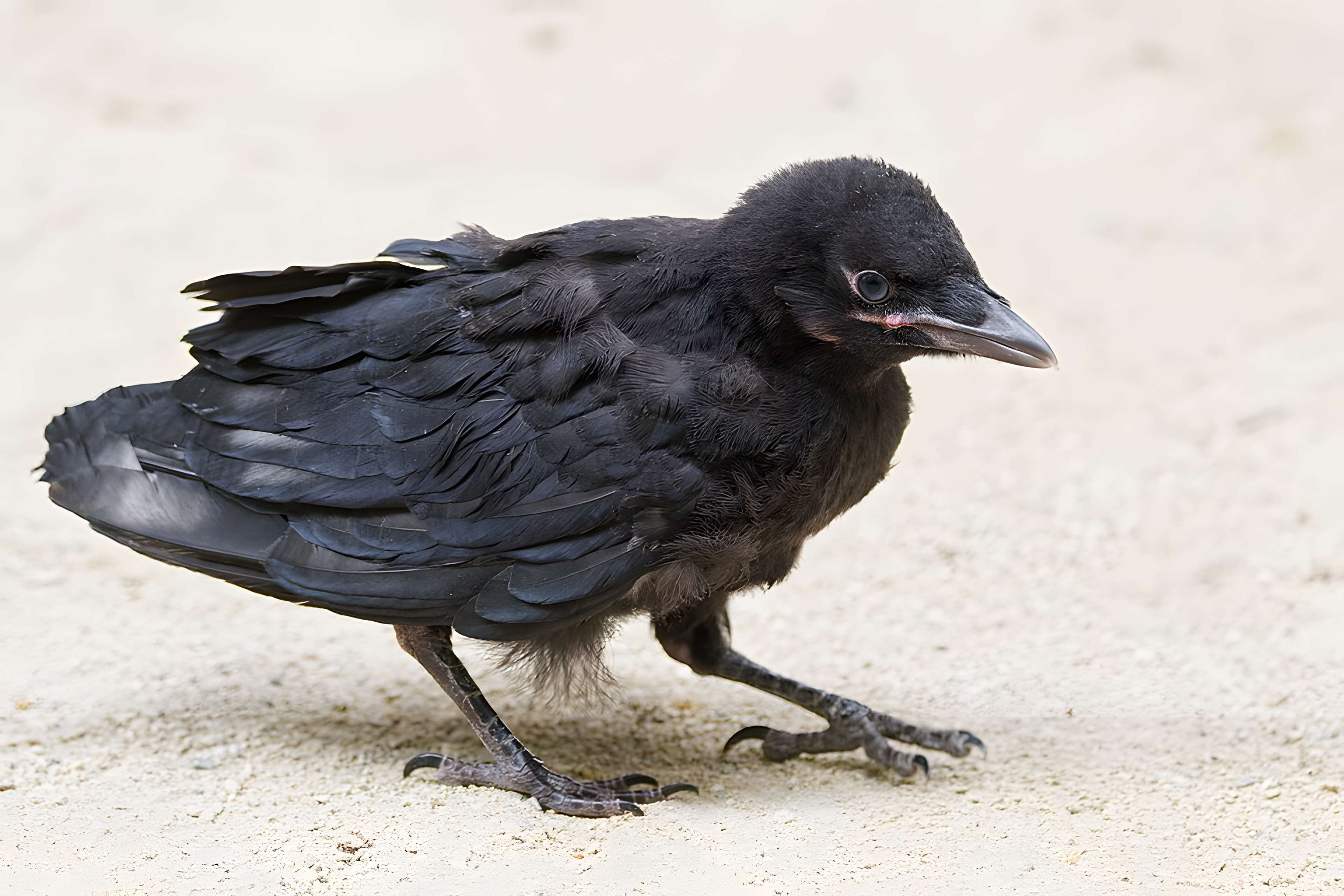 École normale supérieure à Paris