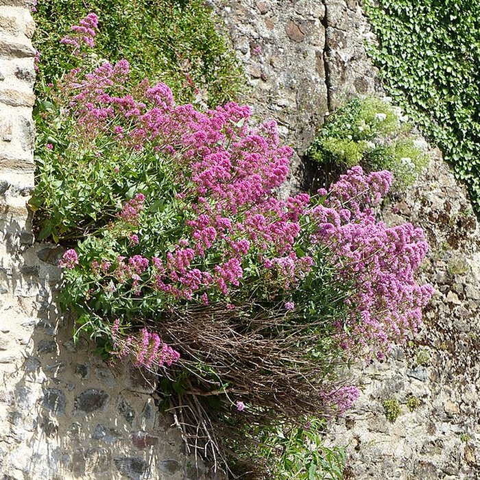 Photo de Château de Mayenne 