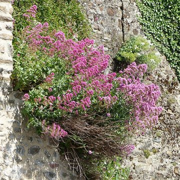 Château de Mayenne  