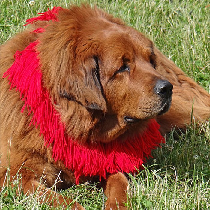 Photo de Pavillons du Togo et du Cameroun issus de lexposition coloniale internationale de 1931