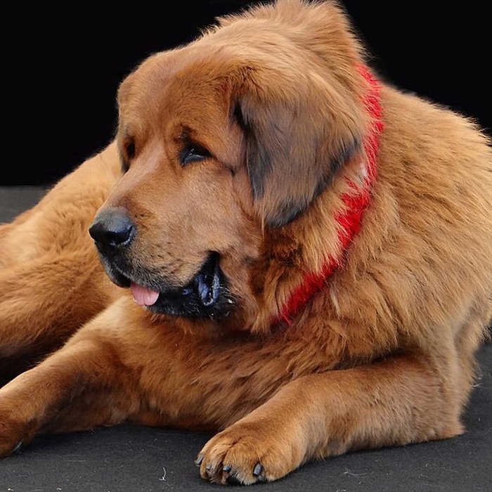 Photo de Pavillons du Togo et du Cameroun issus de lexposition coloniale internationale de 1931