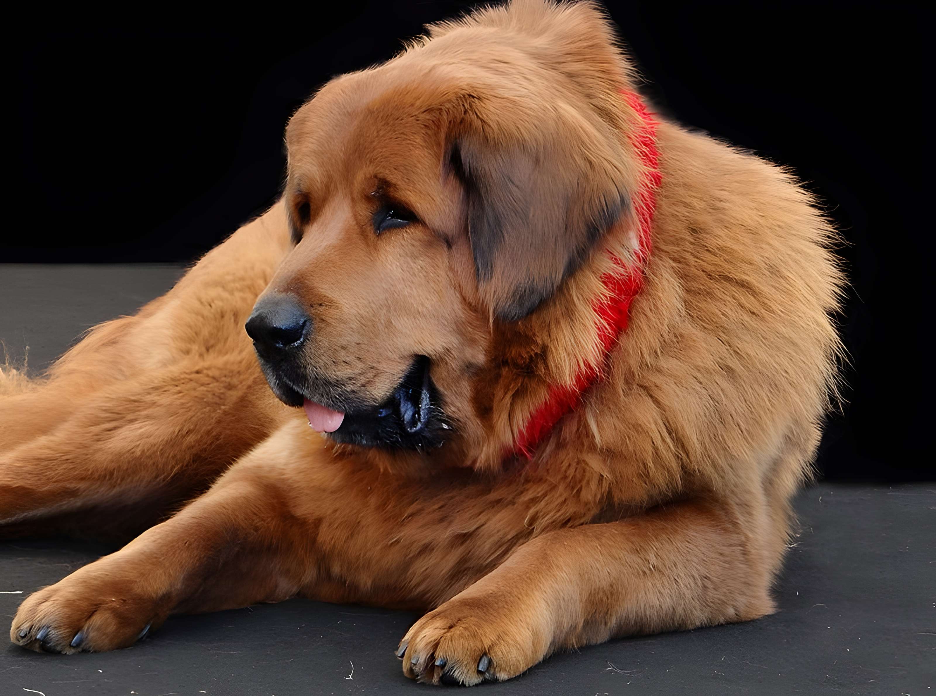 Pavillons du Togo et du Cameroun issus de l'exposition coloniale internationale de 1931