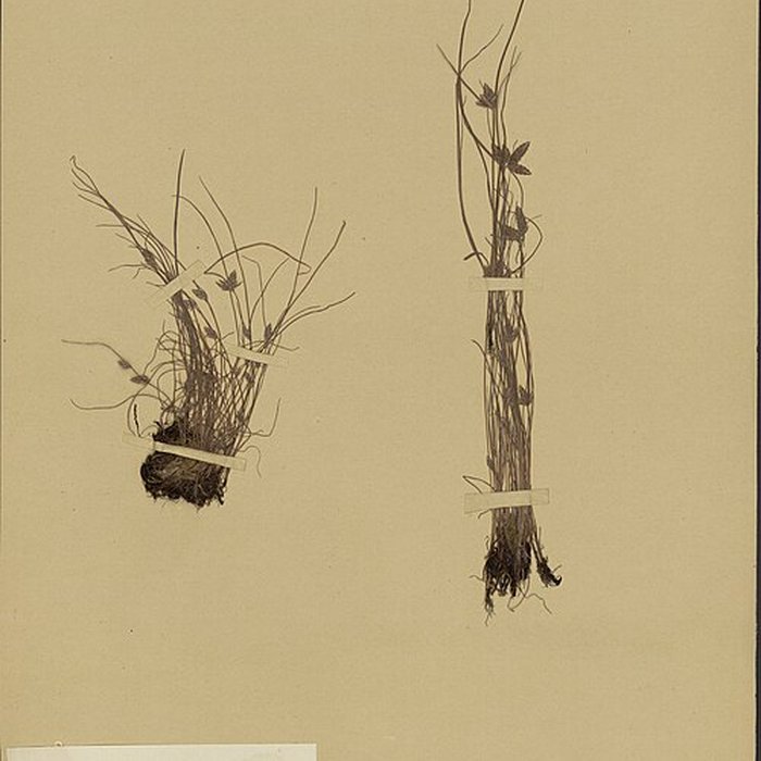 Photo de Jardin des Plantes et Museum national dHistoire naturelle