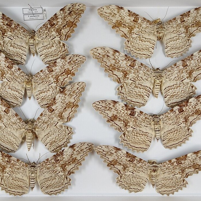 Photo de Jardin des Plantes et Museum national dHistoire naturelle