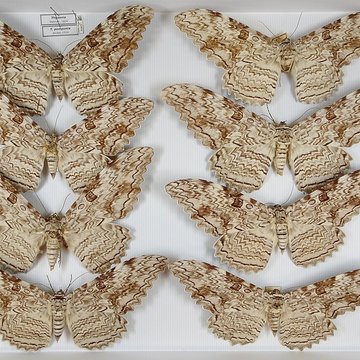 Jardin des Plantes et Museum national dHistoire naturelle