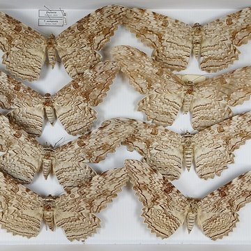 Jardin des Plantes et Museum national dHistoire naturelle