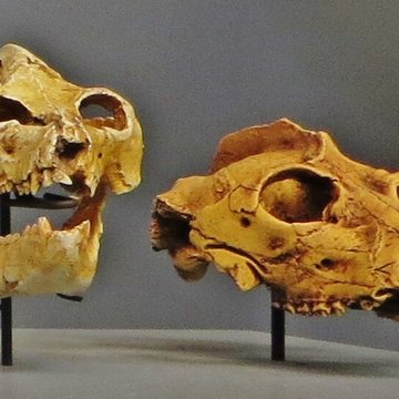 Jardin des Plantes et Museum national dHistoire naturelle