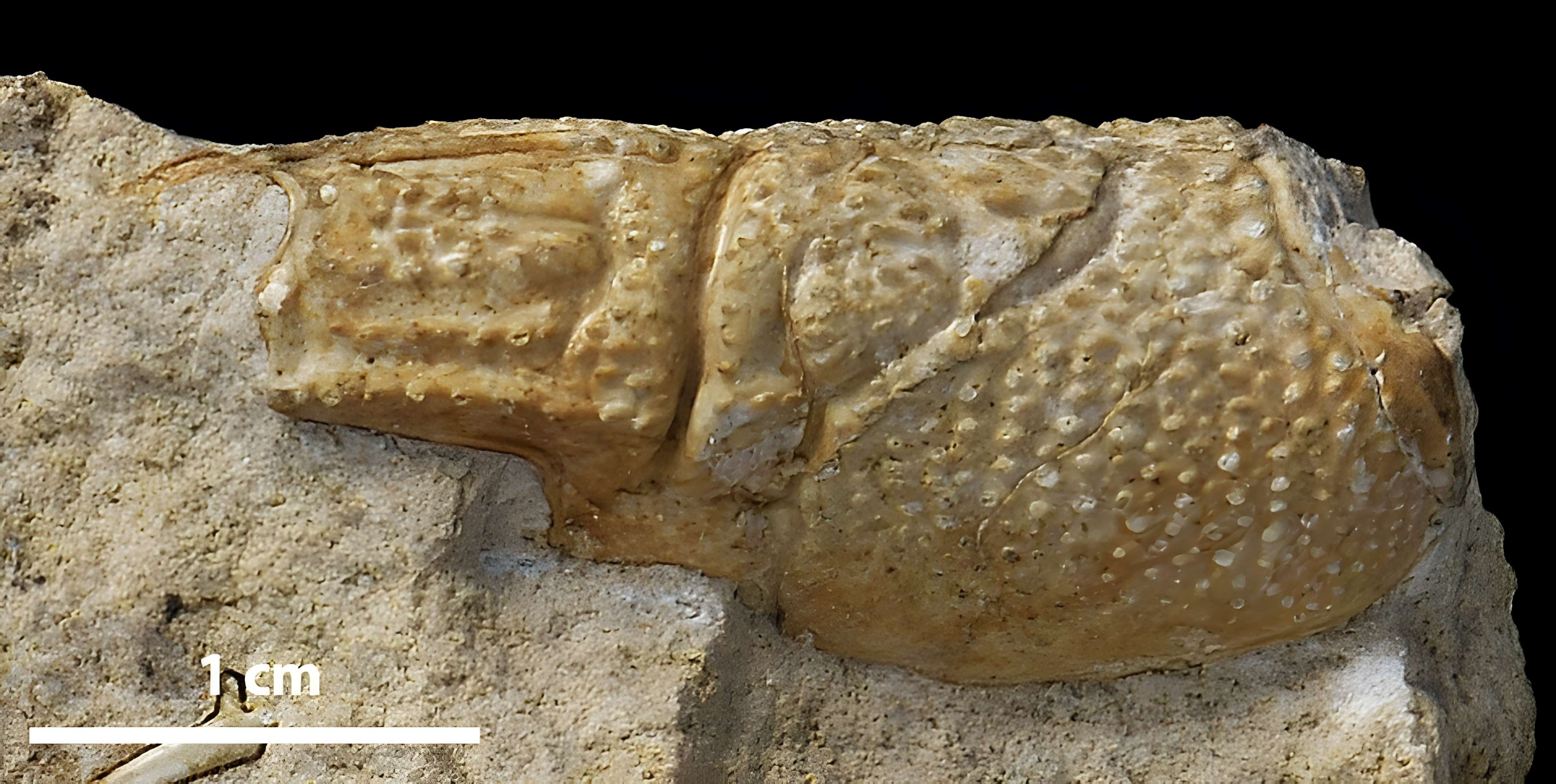 Jardin des Plantes et Museum national d'Histoire naturelle