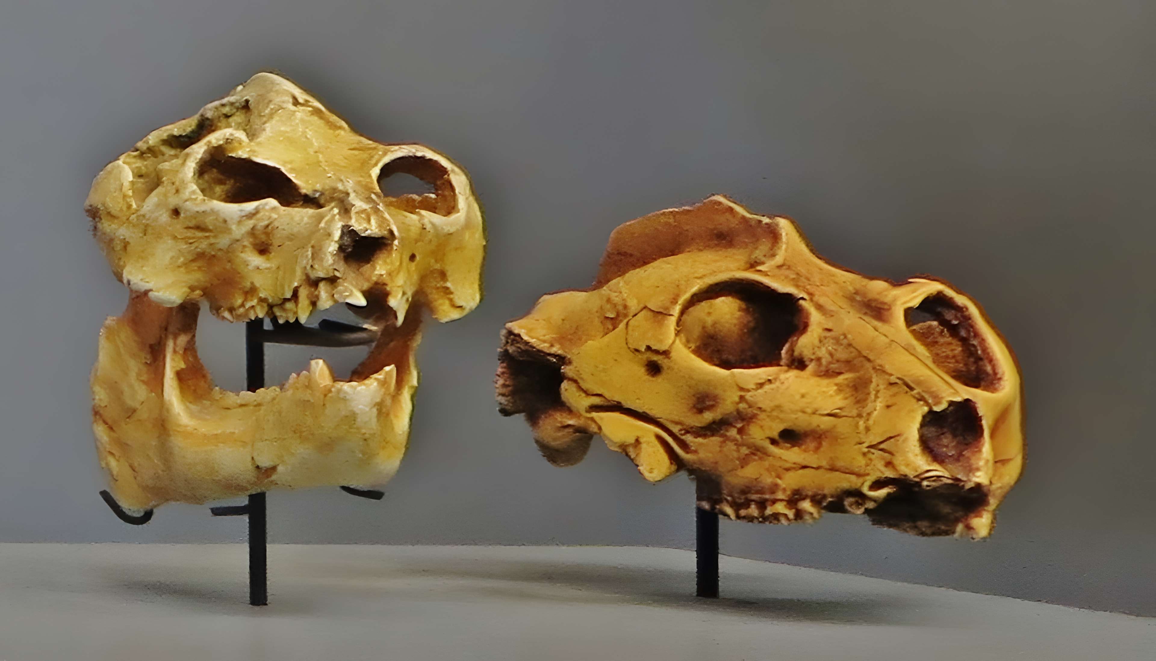 Jardin des Plantes et Museum national d'Histoire naturelle