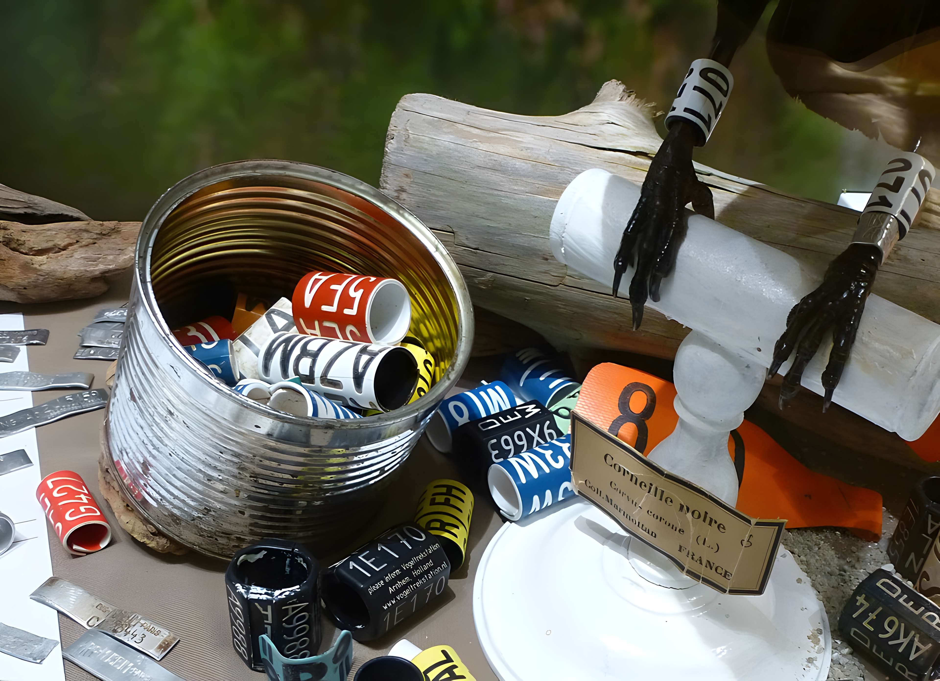 Jardin des Plantes et Museum national d'Histoire naturelle