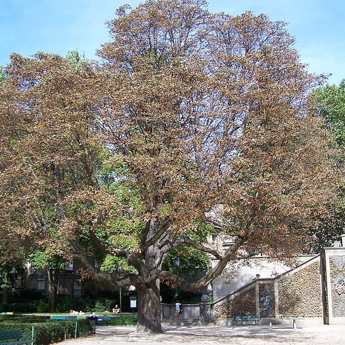 Photo de Square René-Le Gall - Paris 13ème
