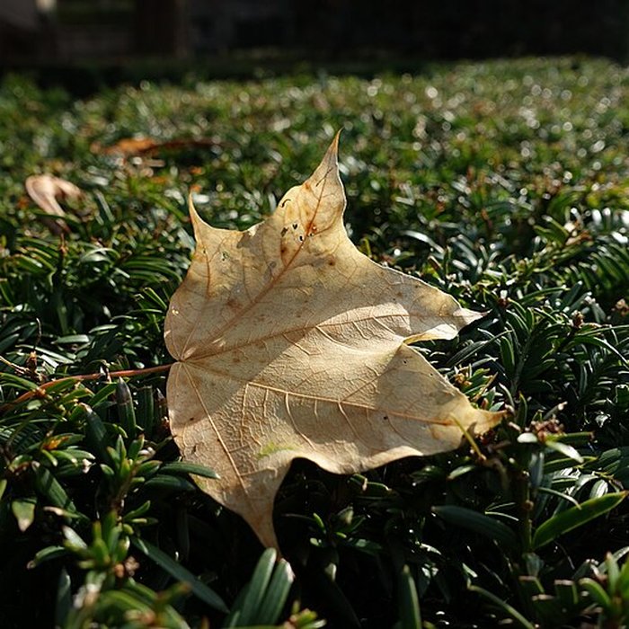 Photo de Square René-Le Gall - Paris 13ème